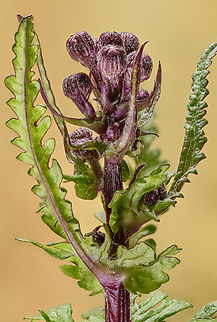 Packera_aurea_2024-04-02 SW Michigan USA Surprisingly, when these buds open the emerging flower is yellow. This one benefits from &lsquo;load original&rsquo;. Geotagged,Golden ragwort,Packera aurea,Spring,United States