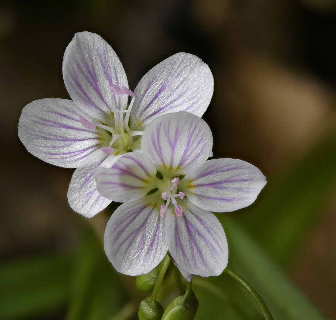 Claytonia_virginica_2023-05-05 Mid Michigan USA In the Quigley Creek Natural Area, protected by The Chippewa Watershed Conservancy<br />
 Claytonia virginica,Geotagged,Spring,United States,Virginia Spring Beauty