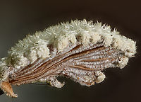 Schizophyllum_commune2_2023-03-01 SW Michigan USA Schizophyllum commune also known as the Splitgill Mushroom<br />
https://www.jungledragon.com/image/159538/schizophyllum_commune_2023-03-01.html Geotagged,Schizophyllum commune,Splitgill Mushroom,United States,Winter