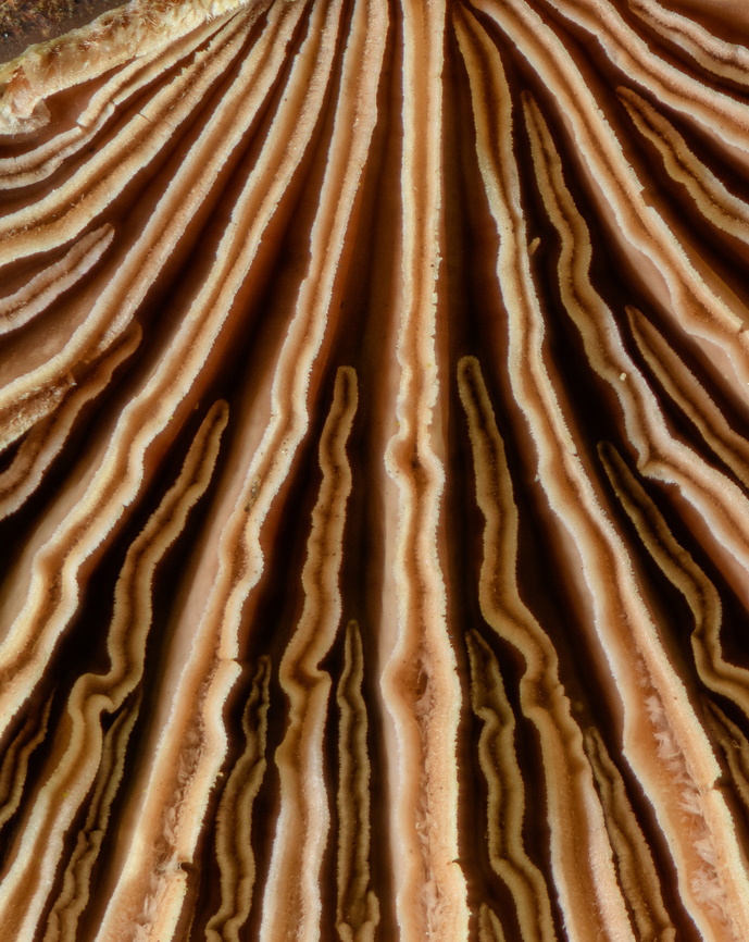 Schizophyllum_commune_2023-03-01 SW Michigan USA The split gills of the Splitgill Mushroom<br />
<figure class="photo"><a href="https://www.jungledragon.com/image/159537/schizophyllum_commune2_2023-03-01_sw_michigan_usa.html" title="Schizophyllum_commune2_2023-03-01 SW Michigan USA"><img src="https://s3.amazonaws.com/media.jungledragon.com/images/11710/159537_thumb.jpg?AWSAccessKeyId=05GMT0V3GWVNE7GGM1R2&Expires=1767225610&Signature=JzajZVHGXKyRgU38DgpKVB7H7mI%3D" width="200" height="144" alt="Schizophyllum_commune2_2023-03-01 SW Michigan USA Schizophyllum commune also known as the Splitgill Mushroom<br />
https://www.jungledragon.com/image/159538/schizophyllum_commune_2023-03-01.html Geotagged,Schizophyllum commune,Splitgill Mushroom,United States,Winter" /></a></figure> Geotagged,Schizophyllum commune,Splitgill Mushroom,United States,Winter