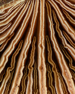 Schizophyllum_commune_2023-03-01 SW Michigan USA The split gills of the Splitgill Mushroom
https://www.jungledragon.com/image/159537/schizophyllum_commune2_2023-03-01.html Geotagged,Schizophyllum commune,Splitgill Mushroom,United States,Winter