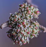 Viburnum1_2024-03-17 SW Michigan USA A bud from the bush in flower now.<br />
<br />
https://www.jungledragon.com/image/159607/viburnum2_2024-04-22_.html Geotagged,United States,Winter