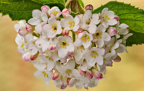 Viburnum2_2024-04-22 SW Michigan USA  photographed a bud from this back in March. I asked JoAnn when was it planted - "a long, long time ago", she said. "It was one of the first things I planted". We have lived here 45 years.

Not sure of the identity, we have been calling it a Viburnum.

https://www.jungledragon.com/image/159606/viburnum1_2024-03-17.html

 Geotagged,Spring,United States,Viburnum carlesii