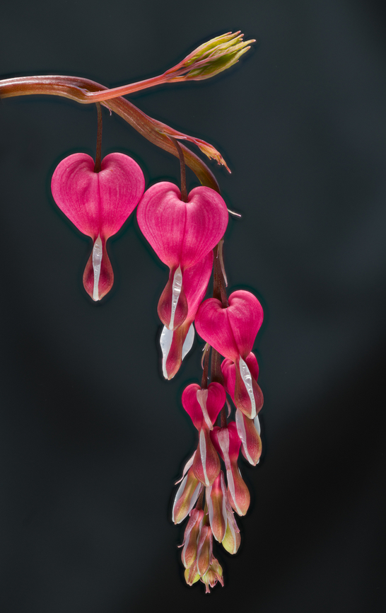 Lamprocapnos_spectabilis_2024-04-24 SW Michigan USA  Bleeding Heart,Geotagged,Lamprocapnos spectabilis,Spring,United States