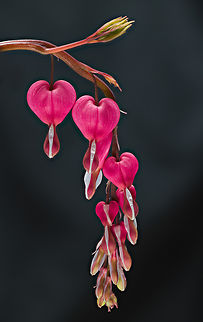 Lamprocapnos_spectabilis_2024-04-24 SW Michigan USA  Bleeding Heart,Geotagged,Lamprocapnos spectabilis,Spring,United States