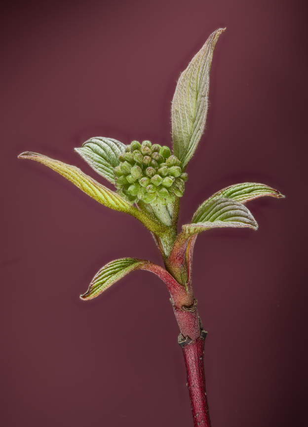 Cornus_sericea_2024-04-27 SW Michigan USA I keep returning to this bush, wondering what the flower will look like. Getting close now. Cornus sericea,Geotagged,Red Osier Dogwood,Spring,United States