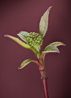 Cornus_sericea_2024-04-27 SW Michigan USA I keep returning to this bush, wondering what the flower will look like. Getting close now. Cornus sericea,Geotagged,Red Osier Dogwood,Spring,United States