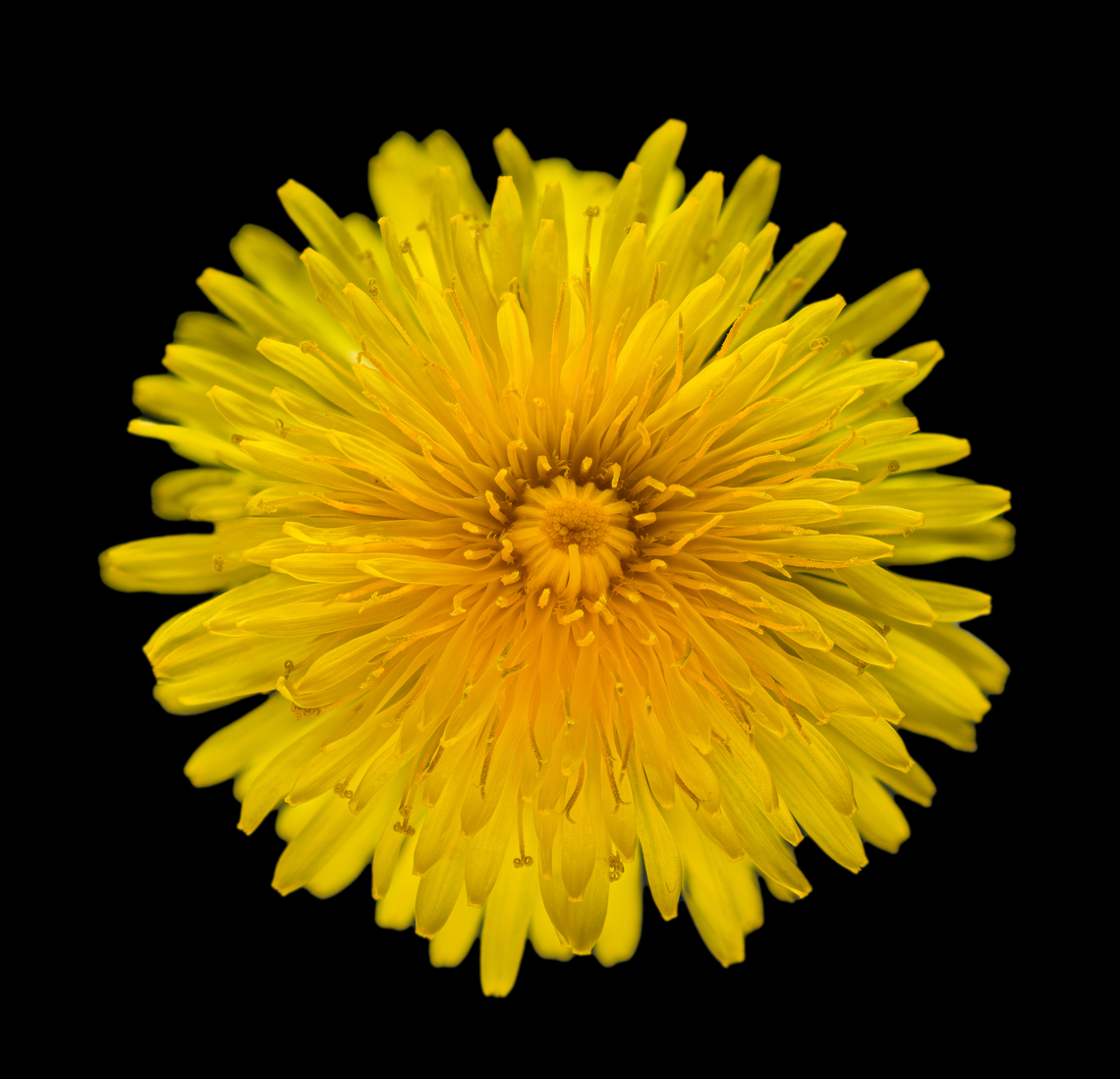 Taraxacum_officinale_2024-04-27 SW Michigan USA I think the detail in the center is cool but it gets a little lost at normal viewing- try 'load original' and zoom to see it better Common dandelion,Geotagged,Spring,Taraxacum officinale,United States