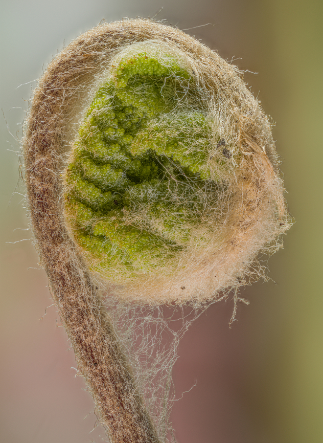 Fern_2024-04-28 SW Michigan USA A fern, found emerging from black muck soil in a wetland area.<br />
This shot adds a little context:<br />
<figure class="photo"><a href="https://www.jungledragon.com/image/159984/fern_2024-04-29_sw_michigan_usa.html" title="Fern_2024-04-29 SW Michigan USA"><img src="https://s3.amazonaws.com/media.jungledragon.com/images/11710/159984_thumb.jpg?AWSAccessKeyId=05GMT0V3GWVNE7GGM1R2&Expires=1769040010&Signature=x%2FXaI4QloYvNFI7WrcRN%2BIo80yA%3D" width="102" height="152" alt="Fern_2024-04-29 SW Michigan USA Not long after emergence. They will unwind and leaf out into green leaves.<br />
<br />
This one is a little further along:<br />
https://www.jungledragon.com/image/159940/fern_2024-04-28_sw_michigan_usa.html Geotagged,Spring,United States" /></a></figure> Geotagged,Spring,United States