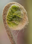 Fern_2024-04-28 SW Michigan USA A fern, found emerging from black muck soil in a wetland area.<br />
This shot adds a little context:<br />
https://www.jungledragon.com/image/159984/fern_2024-04-29_sw_michigan_usa.html Geotagged,Spring,United States