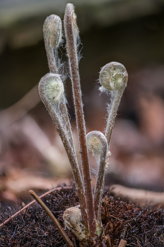 Fern_2024-04-29 SW Michigan USA Not long after emergence. They will unwind and leaf out into green leaves.<br />
<br />
This one is a little further along:<br />
<figure class="photo"><a href="https://www.jungledragon.com/image/159940/fern_2024-04-28_sw_michigan_usa.html" title="Fern_2024-04-28 SW Michigan USA"><img src="https://s3.amazonaws.com/media.jungledragon.com/images/11710/159940_thumb.jpg?AWSAccessKeyId=05GMT0V3GWVNE7GGM1R2&Expires=1769040010&Signature=gOrY1Tt%2Bfnej%2Fmj%2F88pJpLtuAi4%3D" width="112" height="152" alt="Fern_2024-04-28 SW Michigan USA A fern, found emerging from black muck soil in a wetland area.<br />
This shot adds a little context:<br />
https://www.jungledragon.com/image/159984/fern_2024-04-29_sw_michigan_usa.html Geotagged,Spring,United States" /></a></figure> Geotagged,Spring,United States