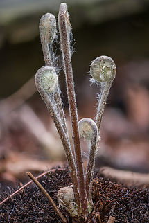 Fern_2024-04-29 SW Michigan USA Not long after emergence. They will unwind and leaf out into green leaves.

This one is a little further along:
https://www.jungledragon.com/image/159940/fern_2024-04-28_sw_michigan_usa.html Geotagged,Spring,United States