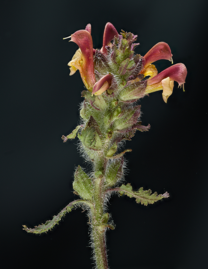 Pedicularis_canadensis_2024-04-30 SW Michigan USA Found along a trail a little above a creek. Only a few plants had flowers with this reddish coloration- the others were yellow.<br />
<figure class="photo"><a href="https://www.jungledragon.com/image/160009/pedicularis_canadensis2_2024-04-30_sw_michigan_usa.html" title="Pedicularis_canadensis2_2024-04-30 SW Michigan USA"><img src="https://s3.amazonaws.com/media.jungledragon.com/images/11710/160009_thumb.jpg?AWSAccessKeyId=05GMT0V3GWVNE7GGM1R2&Expires=1759968010&Signature=VlxSVFUjbNauHVcMIofLBhURvVs%3D" width="108" height="152" alt="Pedicularis_canadensis2_2024-04-30 SW Michigan USA Found along a trail a little above a creek. Most of the plants had yellow flowers, a few had flowers that were more red:<br />
https://www.jungledragon.com/image/160008/pedicularis_canadensis_2024-04-30_sw_michigan_usa.html Geotagged,Pedicularis canadensis,Pedicularis_canadensis,Spring,United States" /></a></figure> Geotagged,Pedicularis canadensis,Pedicularis_canadensis,Spring,United States