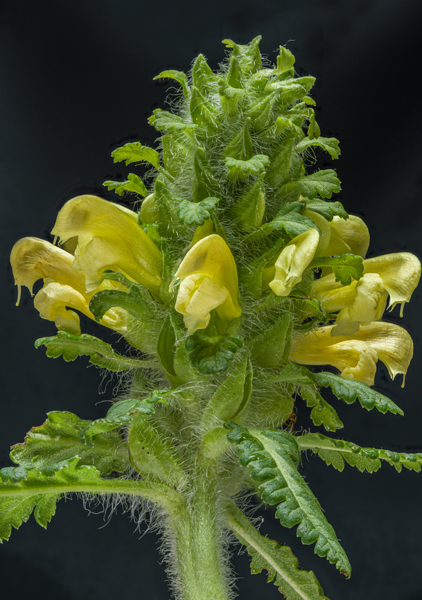 Pedicularis_canadensis2_2024-04-30 SW Michigan USA Found along a trail a little above a creek. Most of the plants had yellow flowers, a few had flowers that were more red:<br />
<figure class="photo"><a href="https://www.jungledragon.com/image/160008/pedicularis_canadensis_2024-04-30_sw_michigan_usa.html" title="Pedicularis_canadensis_2024-04-30 SW Michigan USA"><img src="https://s3.amazonaws.com/media.jungledragon.com/images/11710/160008_thumb.jpg?AWSAccessKeyId=05GMT0V3GWVNE7GGM1R2&Expires=1759968010&Signature=s3mOfheRoZfH7UVOQ%2BtrrEB1zn4%3D" width="118" height="152" alt="Pedicularis_canadensis_2024-04-30 SW Michigan USA Found along a trail a little above a creek. Only a few plants had flowers with this reddish coloration- the others were yellow.<br />
https://www.jungledragon.com/image/160009/pedicularis_canadensis2_2024-04-30_sw_michigan_usa.html Geotagged,Pedicularis canadensis,Pedicularis_canadensis,Spring,United States" /></a></figure> Geotagged,Pedicularis canadensis,Pedicularis_canadensis,Spring,United States