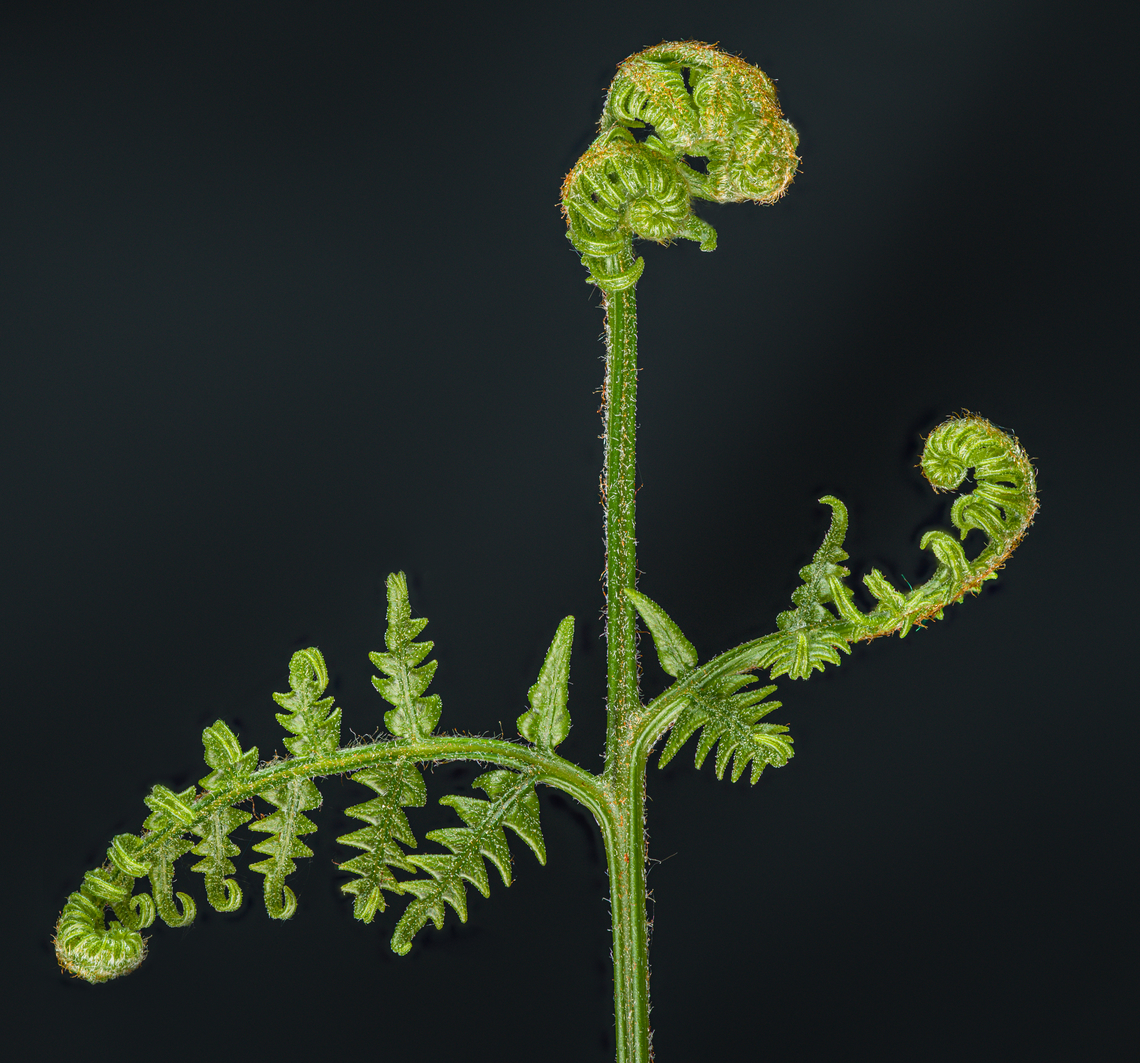 Fern_2024-05-02 SW Michigan USA Found beside the trail in an upland hardwood forest Geotagged,Spring,United States,fern