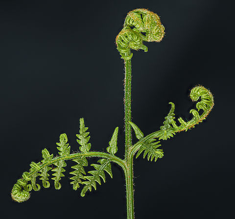 Fern_2024-05-02 SW Michigan USA Found beside the trail in an upland hardwood forest Geotagged,Spring,United States,fern