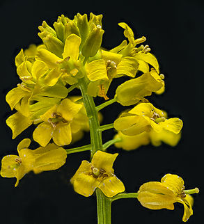 Barbarea_vulgaris_2024-05-03 SW Michigan USA We have always called this plant wild mustard but I don't think so anymore. From what I see online, to me it looks like Barbarea vulgaris (garden yellow rocket) or possibly Barbarea orthoceras (american yellow rocket). It can be quite common in open areas. Barbarea vulgaris,Bitter Wintercress,Geotagged,Spring,United States