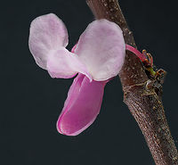 Cercis_canadensis2_2024-05-03 SW Michigan USA Eastern Redbud Tree flower. A visual treat for us in the spring.<br />
<br />
https://www.jungledragon.com/image/160100/cercis_canadensis_2024-05-03_sw_michigan_usa.html Cercis canadensis,Eastern Redbud,Geotagged,Spring,United States