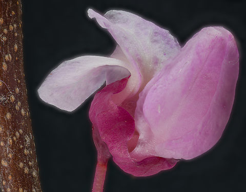 Cercis_canadensis_2024-05-03 SW Michigan USA Eastern Redbud Tree flower, looking up.

https://www.jungledragon.com/image/160099/cercis_canadensis2_2024-05-03_sw_michigan_usa.html Cercis canadensis,Eastern Redbud,Geotagged,Spring,United States