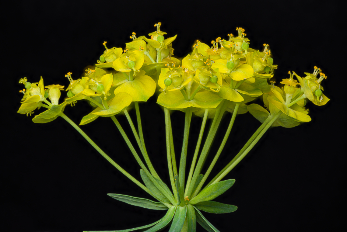 Euphorbia_cyparissias_2024-05-04 SW Michigan USA I kept getting obnoxious specular highlights on the top of some flowers.  At first I thought they were caused by water droplets but even after letting it sit for hours I was still getting them. It finally struck me that they might be patches of oily secretion (when I handled the cuttings my hands got sticky) and I was able to tame them for the most part by lighting with a single source just above the camera lens. Cypress spurge,Euphorbia cyparissias,Geotagged,Spring,United States