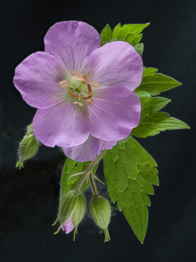 Geranium maculatum_2024-05-05 SW Michigan USA We found a number of these growing alongside the path in a hardwood forest, near a vernal pond.  Geotagged,Geranium maculatum,Spring,United States,Wild Geranium