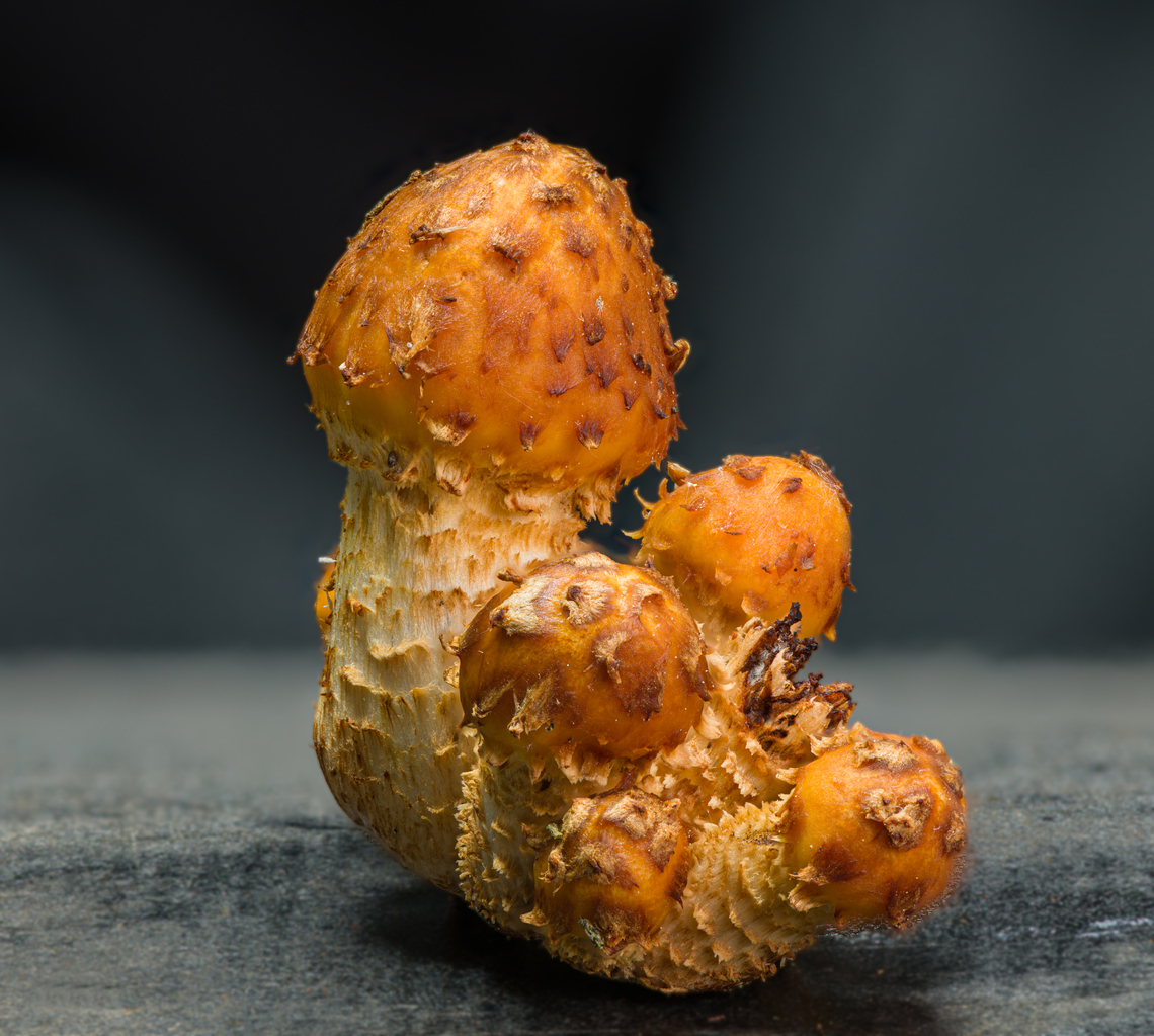 Pholiota_2024-05-06 SW Michigan USA We found a large fruiting of these on the face of a sawed tree trunk. The larger ones were 4 to 5 cm wide, the ones photographed here were 0.5 to 1.5 cm wide.<br />
<br />
I'm pretty sure of the genus (Pholiota) but hesitant to take a stab at the species ID<br />
<br />
See this photo from two days later: <a href="https://www.jungledragon.com/image/160184" rel="nofollow">https://www.jungledragon.com/image/160184</a> Geotagged,Golden Scalycap,Pholiota aurivella,Spring,United States