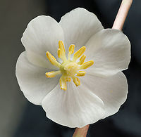 Podophyllum_peltatum_2024-05-07 SW Michigan USA Mayapple. You have to peek under the leaves to see if they are blooming. We've been looking for weeks and finally found opened flowers.<br />
<br />
Here's a close up of the central part of the flower:<br />
https://www.jungledragon.com/image/160170/podophyllum_peltatum2_2024-05-07_sw_michigan_usa.html<br />
Geotagged,Mayapple,Podophyllum peltatum,Spring,United States