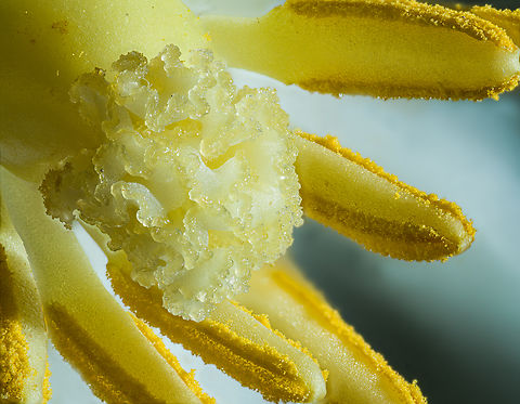 Podophyllum_peltatum2_2024-05-07 SW Michigan USA Mayapple. Strong side lighting to accentuate the detail of the center.

Here's what the whole flower looks like:
https://www.jungledragon.com/image/160169/podophyllum_peltatum_2024-05-07_sw_michigan_usa.html Geotagged,Mayapple,Podophyllum peltatum,Spring,United States