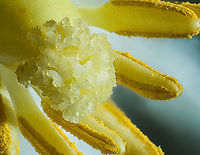Podophyllum_peltatum2_2024-05-07 SW Michigan USA Mayapple. Strong side lighting to accentuate the detail of the center.<br />
<br />
Here's what the whole flower looks like:<br />
https://www.jungledragon.com/image/160169/podophyllum_peltatum_2024-05-07_sw_michigan_usa.html Geotagged,Mayapple,Podophyllum peltatum,Spring,United States