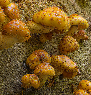 Pholiota_2024-05-08 SW Michigan USA In the wild, two days after this observation:
https://www.jungledragon.com/image/160158/pholiota_2024-05-06_sw_michigan_usa.html

And yes, they were so... slimy (I think the term is viscid :) ) Geotagged,Golden Scalycap,Pholiota aurivella,Spring,United States