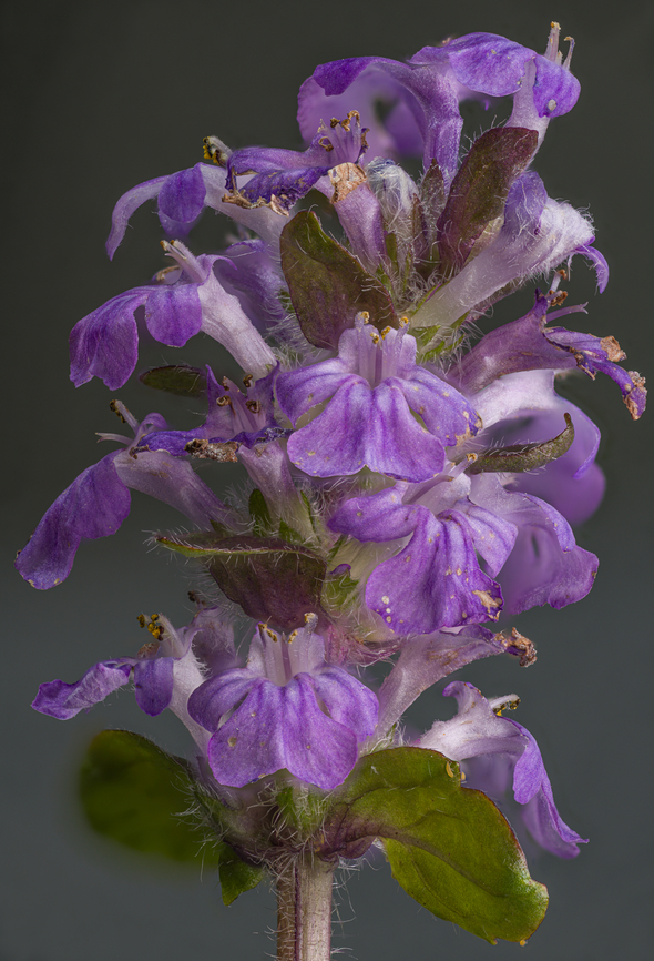 Ajuga_reptans2_2024-05-09 SW Michigan USA Found amongst the grass of a lawn.<br />
<br />
A closeup of a single flower:<br />
<figure class="photo"><a href="https://www.jungledragon.com/image/160221/ajuga_reptans_2024-05-09_sw_michigan_usa.html" title="Ajuga_reptans_2024-05-09 SW Michigan USA"><img src="https://s3.amazonaws.com/media.jungledragon.com/images/11710/160221_thumb.jpg?AWSAccessKeyId=05GMT0V3GWVNE7GGM1R2&Expires=1759968010&Signature=%2FeebKxD4ZU%2Fkex9vw6R60tPrn3w%3D" width="200" height="178" alt="Ajuga_reptans_2024-05-09 SW Michigan USA 3:1 magnification,  Laowa 2.5x-5x macro lens<br />
<br />
Showing the group of flowers:<br />
https://www.jungledragon.com/image/160220/ajuga_reptans2_2024-05-09_sw_michigan_usa.html Ajuga reptans,Common bugle,Geotagged,Spring,United States" /></a></figure> Ajuga reptans,Common bugle,Geotagged,Spring,United States