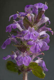 Ajuga_reptans2_2024-05-09 SW Michigan USA Found amongst the grass of a lawn.

A closeup of a single flower:
https://www.jungledragon.com/image/160221/ajuga_reptans_2024-05-09_sw_michigan_usa.html Ajuga reptans,Common bugle,Geotagged,Spring,United States