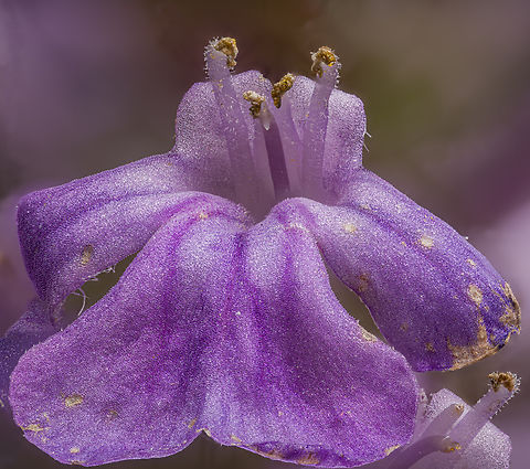 Ajuga_reptans_2024-05-09 SW Michigan USA 3:1 magnification,  Laowa 2.5x-5x macro lens

Showing the group of flowers:
https://www.jungledragon.com/image/160220/ajuga_reptans2_2024-05-09_sw_michigan_usa.html Ajuga reptans,Common bugle,Geotagged,Spring,United States