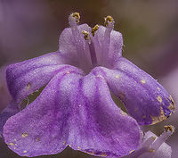 Ajuga_reptans_2024-05-09 SW Michigan USA 3:1 magnification,  Laowa 2.5x-5x macro lens<br />
<br />
Showing the group of flowers:<br />
https://www.jungledragon.com/image/160220/ajuga_reptans2_2024-05-09_sw_michigan_usa.html Ajuga reptans,Common bugle,Geotagged,Spring,United States