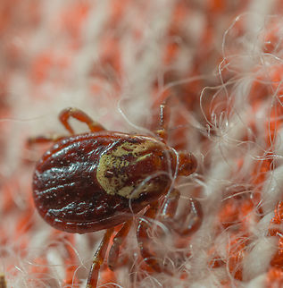 Tick_2024-05-10 SW Michigan USA After a hike I found this tick on my sock, just at the border of the permethrin sprayed ankle portion. It looked like he wanted to continue upwards but didn't like what he was finding. When I got close to him with the camera he did cross over onto the sprayed portion, but I thought he looked a little wobbly- but that might just be my hope that the permethrin was working talking :)

I'm going to call it American Dog Tick, Dermacentor variabilis, please correct me if you think not. American dog tick,Dermacentor variabilis,Geotagged,Spring,United States