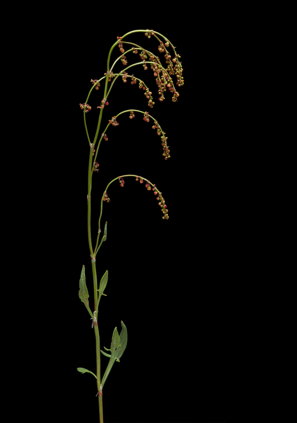 Rumex3_2024-05-10 SW Michigan USA In a field that had been farmed a few years ago. Thin, short plants with very small flowers- easy to walk on by and not pay any attention to. I was surprised by how beautiful the flowers were when magnified. I don&#039;t think the flowering branches drooped this much in the wild.<br />
<br />
<figure class="photo"><a href="https://www.jungledragon.com/image/160242/rumex_2024-05-10_sw_michigan_usa.html" title="Rumex_2024-05-10 SW Michigan USA"><img src="https://s3.amazonaws.com/media.jungledragon.com/images/11710/160242_thumb.jpg?AWSAccessKeyId=05GMT0V3GWVNE7GGM1R2&Expires=1759968010&Signature=thKoQglPISoS%2Bp1Roamq2xVMv6Y%3D" width="200" height="148" alt="Rumex_2024-05-10 SW Michigan USA Flowers of this plant, magnified 5x<br />
<br />
https://www.jungledragon.com/image/160241/rumex3_2024-05-10_sw_michigan_usa.html Geotagged,Red Sorrel,Rumex acetosella,Spring,United States" /></a></figure><br />
<figure class="photo"><a href="https://www.jungledragon.com/image/160243/rumex2_2024-05-10_sw_michigan_usa.html" title="Rumex2_2024-05-10 SW Michigan USA"><img src="https://s3.amazonaws.com/media.jungledragon.com/images/11710/160243_thumb.jpg?AWSAccessKeyId=05GMT0V3GWVNE7GGM1R2&Expires=1759968010&Signature=yL4l1TqGkPIf%2BnDvb0HaHAmVTxE%3D" width="200" height="144" alt="Rumex2_2024-05-10 SW Michigan USA Flowers of this plant, magnified 5x<br />
<br />
https://www.jungledragon.com/image/160241/rumex3_2024-05-10_sw_michigan_usa.html Geotagged,Red Sorrel,Rumex acetosella,Spring,United States" /></a></figure><br />
<br />
 I&#039;m calling it Rumex acetosella, but that&#039;s mostly a guess. Geotagged,Red Sorrel,Rumex acetosella,Spring,United States