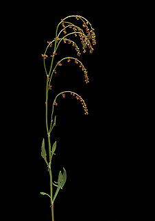 Rumex3_2024-05-10 SW Michigan USA In a field that had been farmed a few years ago. Thin, short plants with very small flowers- easy to walk on by and not pay any attention to. I was surprised by how beautiful the flowers were when magnified. I don't think the flowering branches drooped this much in the wild.

https://www.jungledragon.com/image/160242/rumex_2024-05-10_sw_michigan_usa.html
https://www.jungledragon.com/image/160243/rumex2_2024-05-10_sw_michigan_usa.html

 I'm calling it Rumex acetosella, but that's mostly a guess. Geotagged,Red Sorrel,Rumex acetosella,Spring,United States