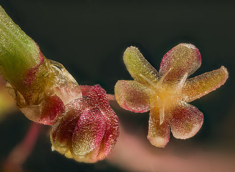 Rumex_2024-05-10 SW Michigan USA Flowers of this plant, magnified 5x

https://www.jungledragon.com/image/160241/rumex3_2024-05-10_sw_michigan_usa.html Geotagged,Red Sorrel,Rumex acetosella,Spring,United States