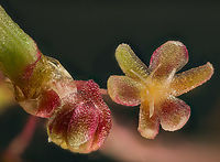 Rumex_2024-05-10 SW Michigan USA Flowers of this plant, magnified 5x<br />
<br />
https://www.jungledragon.com/image/160241/rumex3_2024-05-10_sw_michigan_usa.html Geotagged,Red Sorrel,Rumex acetosella,Spring,United States