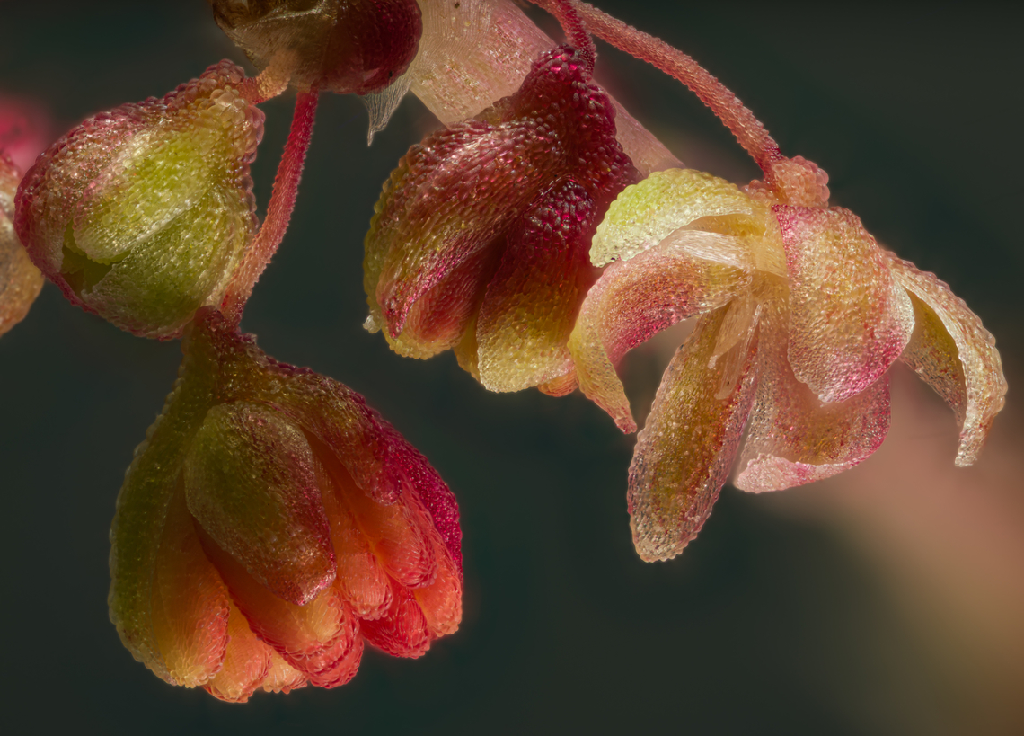 Rumex2_2024-05-10 SW Michigan USA Flowers of this plant, magnified 5x<br />
<br />
<figure class="photo"><a href="https://www.jungledragon.com/image/160241/rumex3_2024-05-10_sw_michigan_usa.html" title="Rumex3_2024-05-10 SW Michigan USA"><img src="https://s3.amazonaws.com/media.jungledragon.com/images/11710/160241_thumb.jpg?AWSAccessKeyId=05GMT0V3GWVNE7GGM1R2&Expires=1759968010&Signature=BRSuyHvj6rMb21fyexHUjYVZM8A%3D" width="108" height="152" alt="Rumex3_2024-05-10 SW Michigan USA In a field that had been farmed a few years ago. Thin, short plants with very small flowers- easy to walk on by and not pay any attention to. I was surprised by how beautiful the flowers were when magnified. I don&#039;t think the flowering branches drooped this much in the wild.<br />
<br />
https://www.jungledragon.com/image/160242/rumex_2024-05-10_sw_michigan_usa.html<br />
https://www.jungledragon.com/image/160243/rumex2_2024-05-10_sw_michigan_usa.html<br />
<br />
 I&#039;m calling it Rumex acetosella, but that&#039;s mostly a guess. Geotagged,Red Sorrel,Rumex acetosella,Spring,United States" /></a></figure> Geotagged,Red Sorrel,Rumex acetosella,Spring,United States
