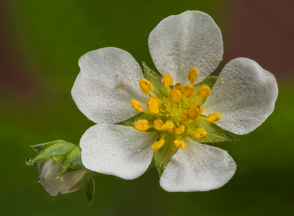 Fragaria_vesca_2024-05-12 SW Michigan USA Wild Strawberry. In grass, near the edge of the woods. Fragaria vesca,Geotagged,Spring,United States,Woodland strawberry