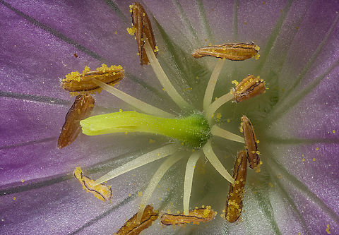 Geranium_maculatum_2024-05-12 SW Michigan USA Wild Geranium- deep inside the flower
2.5:1 magnification Geotagged,Geranium maculatum,Spring,United States,Wild Geranium