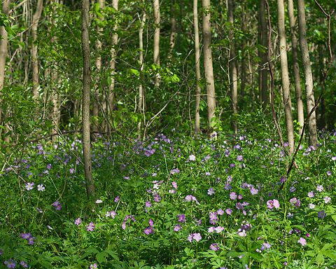 Geranium_maculatum2_2024-05-13 SW Michigan USA We chanced upon the largest grouping of wild Geraniums yet...
And I took one home with me;
https://www.jungledragon.com/image/160304/geranium_maculatum_2024-05-13_sw_michigan_usa.html Geotagged,Geranium maculatum,Spring,United States,Wild Geranium