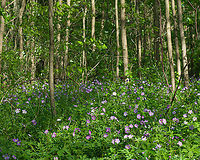 Geranium_maculatum2_2024-05-13 SW Michigan USA We chanced upon the largest grouping of wild Geraniums yet...<br />
And I took one home with me;<br />
https://www.jungledragon.com/image/160304/geranium_maculatum_2024-05-13_sw_michigan_usa.html Geotagged,Geranium maculatum,Spring,United States,Wild Geranium