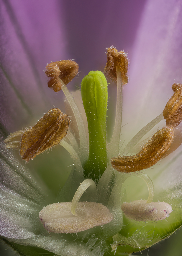 Geranium_maculatum_2024-05-13 SW Michigan USA  Deep view of one of these:<br />
<figure class="photo"><a href="https://www.jungledragon.com/image/160303/geranium_maculatum2_2024-05-13_sw_michigan_usa.html" title="Geranium_maculatum2_2024-05-13 SW Michigan USA"><img src="https://s3.amazonaws.com/media.jungledragon.com/images/11710/160303_thumb.jpg?AWSAccessKeyId=05GMT0V3GWVNE7GGM1R2&Expires=1767225610&Signature=ney1vWIQH5aSh77ldBkQCMHAr5g%3D" width="200" height="162" alt="Geranium_maculatum2_2024-05-13 SW Michigan USA We chanced upon the largest grouping of wild Geraniums yet...<br />
And I took one home with me;<br />
https://www.jungledragon.com/image/160304/geranium_maculatum_2024-05-13_sw_michigan_usa.html Geotagged,Geranium maculatum,Spring,United States,Wild Geranium" /></a></figure> Geotagged,Geranium maculatum,Spring,United States,Wild Geranium