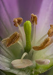 Geranium_maculatum_2024-05-13 SW Michigan USA  Deep view of one of these:<br />
https://www.jungledragon.com/image/160303/geranium_maculatum2_2024-05-13_sw_michigan_usa.html Geotagged,Geranium maculatum,Spring,United States,Wild Geranium