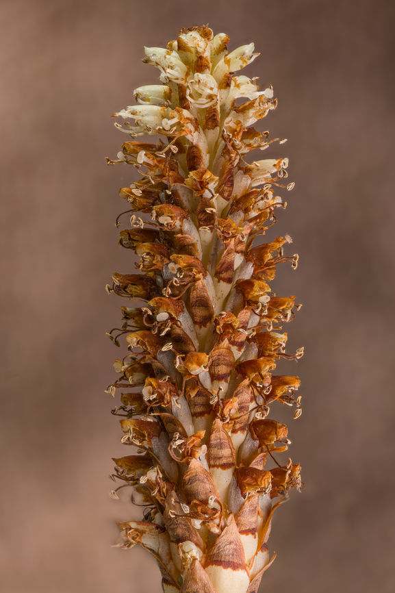 Conopholis_americana_2024-05-14 SW Michigan USA These are actually quite common in the woods around here, although easily overlooked. They are plants, with flowers.<br />
<br />
Flower:<br />
<figure class="photo"><a href="https://www.jungledragon.com/image/160330/conopholis_americana2_2024-05-14_sw_michigan_usa.html" title="Conopholis_americana2_2024-05-14 SW Michigan USA"><img src="https://s3.amazonaws.com/media.jungledragon.com/images/11710/160330_thumb.jpg?AWSAccessKeyId=05GMT0V3GWVNE7GGM1R2&Expires=1767225610&Signature=DAbXCreHOihQVtsdi8iQBkhnElA%3D" width="200" height="156" alt="Conopholis_americana2_2024-05-14 SW Michigan USA American cancer root flower<br />
<br />
Photographed from this:<br />
https://www.jungledragon.com/image/160329/conopholis_americana_2024-05-14_sw_michigan_usa.html American Cancer-root,Conopholis americana,Geotagged,Spring,United States" /></a></figure><br />
<br />
Before flowering:<br />
<figure class="photo"><a href="https://www.jungledragon.com/image/160331/conopholis_americana_2023-05-11sw_michigan_usa.html" title="Conopholis_americana_2023-05-11SW Michigan USA"><img src="https://s3.amazonaws.com/media.jungledragon.com/images/11710/160331_thumb.jpg?AWSAccessKeyId=05GMT0V3GWVNE7GGM1R2&Expires=1767225610&Signature=uDmNheAY46j3Ylsg2jSkJpvTcIA%3D" width="132" height="152" alt="Conopholis_americana_2023-05-11SW Michigan USA Newly emerged, prior to flower development<br />
<br />
Photos of older plant:<br />
https://www.jungledragon.com/image/160329/conopholis_americana_2024-05-14_sw_michigan_usa.html American Cancer-root,Conopholis americana" /></a></figure> American Cancer-root,Conopholis americana,Geotagged,Spring,United States