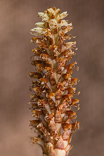Conopholis_americana_2024-05-14 SW Michigan USA These are actually quite common in the woods around here, although easily overlooked. They are plants, with flowers.

Flower:
https://www.jungledragon.com/image/160330/conopholis_americana2_2024-05-14_sw_michigan_usa.html

Before flowering:
https://www.jungledragon.com/image/160331/conopholis_americana_2023-05-11sw_michigan_usa.html American Cancer-root,Conopholis americana,Geotagged,Spring,United States