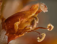 Conopholis_americana2_2024-05-14 SW Michigan USA American cancer root flower<br />
<br />
Photographed from this:<br />
https://www.jungledragon.com/image/160329/conopholis_americana_2024-05-14_sw_michigan_usa.html American Cancer-root,Conopholis americana,Geotagged,Spring,United States