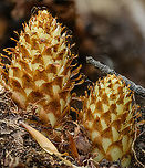 Conopholis_americana_2023-05-11SW Michigan USA Newly emerged, prior to flower development<br />
<br />
Photos of older plant:<br />
https://www.jungledragon.com/image/160329/conopholis_americana_2024-05-14_sw_michigan_usa.html American Cancer-root,Conopholis americana